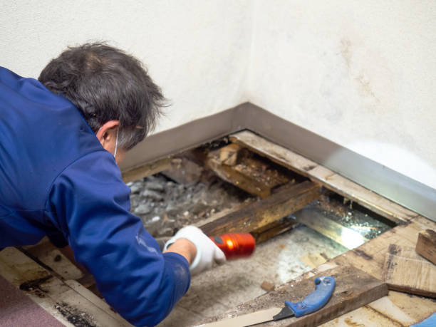 Best Mold Damage Repair  in Lumberton, MS