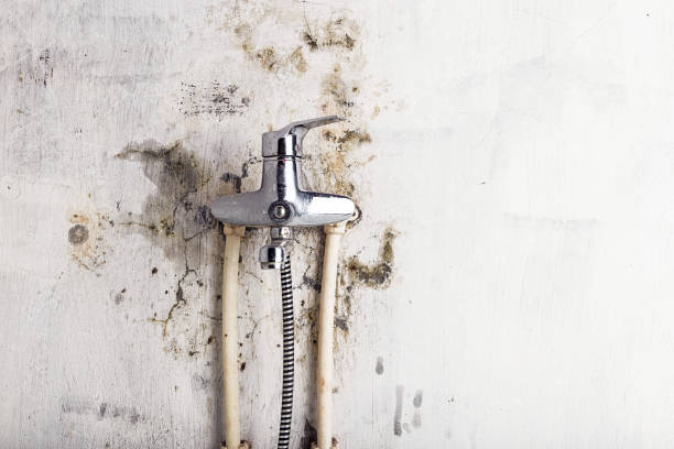 Best Mold Remediation Services  in Lumberton, MS