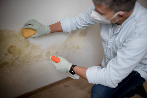 Best Crawl Space Mold Removal  in Lumberton, MS