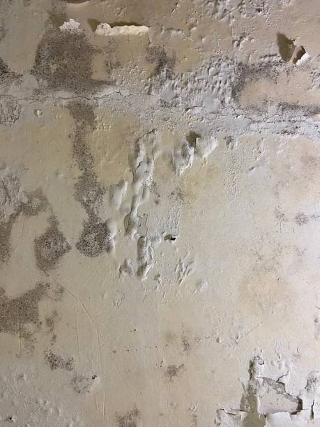 Best Certified Mold Removal  in Lumberton, MS