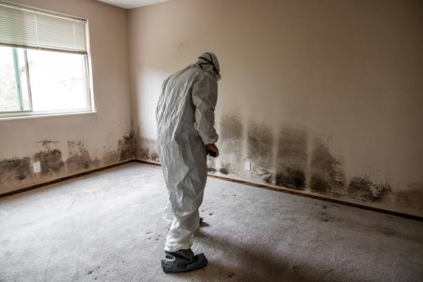 Reliable Lumberton, MS Mold Removal Solutions
